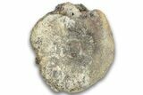 Hadrosaur (Edmontosaurus) Caudal Vertebra Centrum - Montana #324155-2